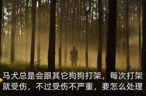 馬犬總是會跟其它狗狗打架，每次打架就受傷，不過受傷不嚴(yán)重，要怎么處理