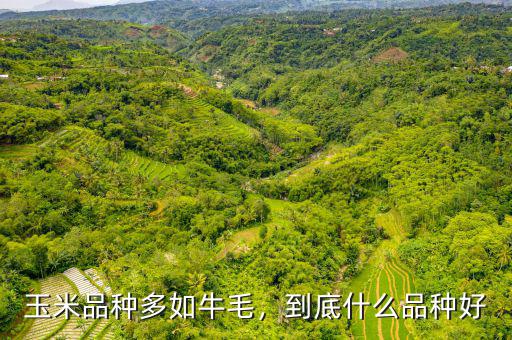 玉米品種多如牛毛，到底什么品種好