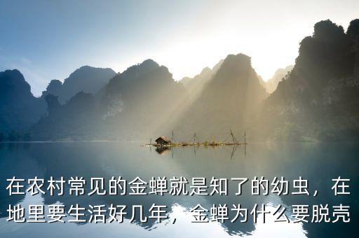 在農(nóng)村常見的金蟬就是知了的幼蟲，在地里要生活好幾年，金蟬為什么要脫殼