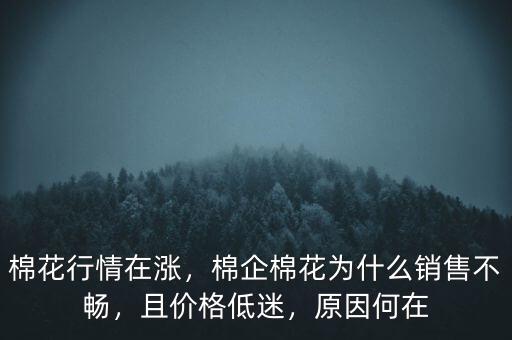 棉花行情在漲，棉企棉花為什么銷售不暢，且價格低迷，原因何在