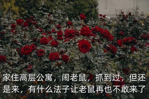 家住高層公寓，鬧老鼠，抓到過，但還是來，有什么法子讓老鼠再也不敢來了