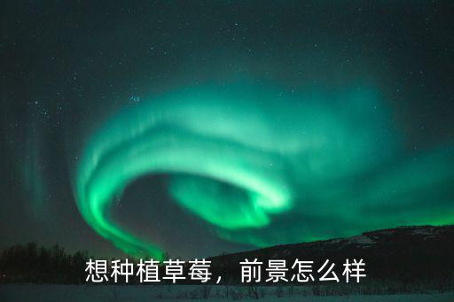 想種植草莓，前景怎么樣