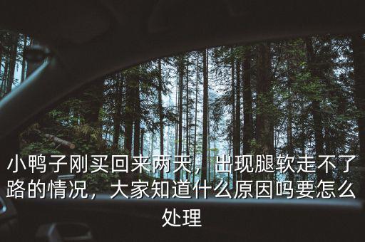 小鴨子剛買回來兩天，出現(xiàn)腿軟走不了路的情況，大家知道什么原因嗎要怎么處理