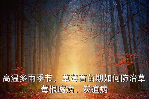 高溫多雨季節(jié)，草莓育苗期如何防治草莓根腐病、炭疽病