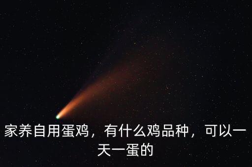 家養(yǎng)自用蛋雞，有什么雞品種，可以一天一蛋的