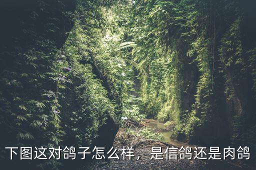 下圖這對鴿子怎么樣，是信鴿還是肉鴿