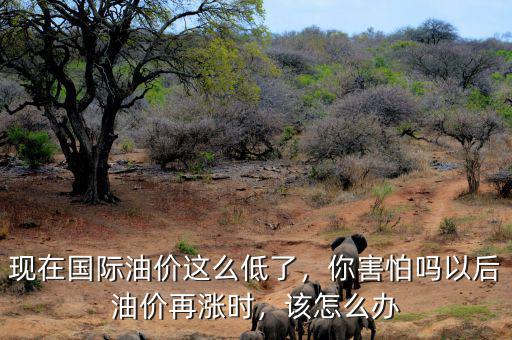 現(xiàn)在國際油價這么低了，你害怕嗎以后油價再漲時，該怎么辦