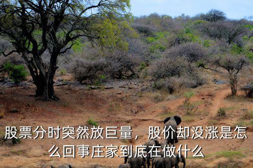 股票分時(shí)突然放巨量，股價(jià)卻沒漲是怎么回事莊家到底在做什么