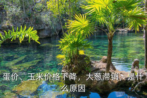 蛋價、玉米價格下降，大蔥滯銷，是什么原因