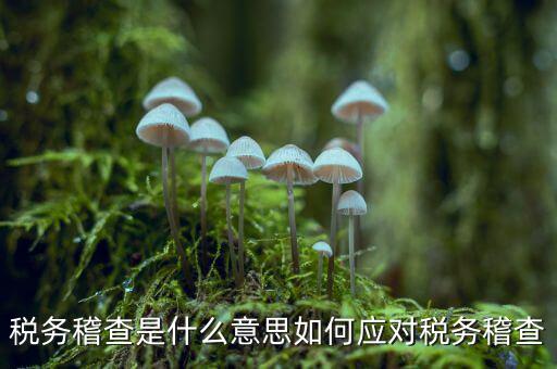 什么是稅務(wù)稽查積案，稅務(wù)稽查本指什么
