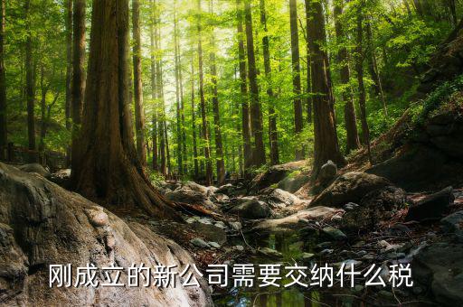 新成立的公司報(bào)什么稅，公司成立后需要交那些稅