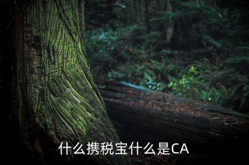 青島國稅ca證書是什么，什么攜稅寶什么是CA