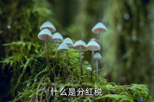 什么叫稅收紅利，什么是紅利稅企業(yè)交企業(yè)所得稅后分紅給個人還需要交個人所得稅不