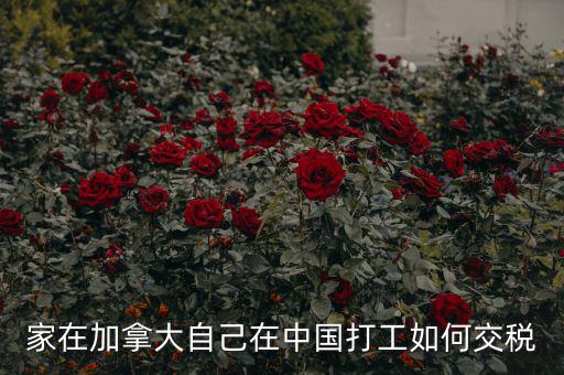 加拿大如何征稅，注冊加拿大公司怎么報稅