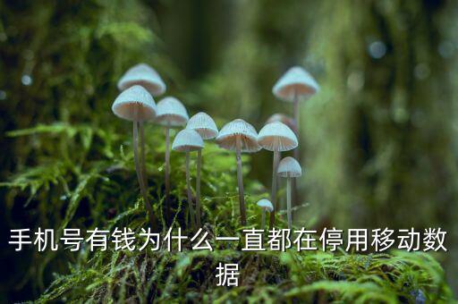 手機號有錢為什么一直都在停用移動數據