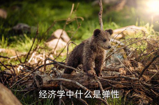 什么是利潤彈性，經(jīng)濟學中什么是彈性