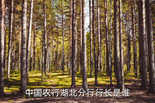 中國農行湖北分行行長是誰